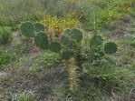 Opuntia dillenii, beautiful plant, La Pesca, Central Coast of Tamaulipas, Lex Garcia