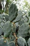 Opuntia dillenii, Wally Gobetz