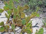 Opuntia dillenii, San Salvador Island, Bahamas, James St John