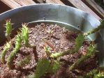 Opuntia dillenii seedlings