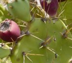 Opuntia dillenii fruit, Wikimedia