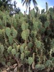 Opuntia dillenii, Puerto Rico, William Junior Cordero