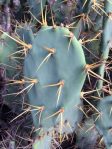 Opuntia dillenii, Puerto Rico, William Junior Cordero