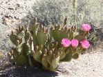 Opuntia diploursina x O. basilaris hybrid, Nancy Hussey