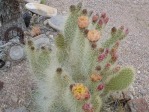 Opuntia diploursina, flower buds, Nancy Hussey