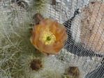 Opuntia diploursina, flower, Nancy Hussey