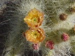 Opuntia diploursina, flower, Nancy Hussey