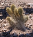 Opuntia diploursina, garden plant