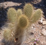 Opuntia diploursina, garden plant