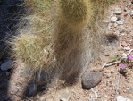 Opuntia diploursina, long spines