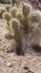 Opuntia diploursina, upright plant