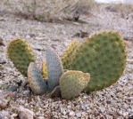 Opuntia diploursina x basilaris, near Meadview, AZ (two plants are present, the bluish one is O. basilaris)