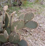 Opuntia diploursina x basilaris, near Meadview, AZ