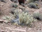 Opuntia diploursina, floppy plant in habitat, Nancy Hussey