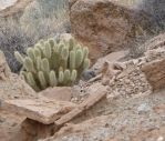 Opuntia diploursina, in habitat, Nancy Hussey