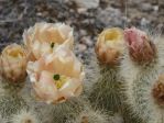 Opuntia diploursina flower, very pale with some pink, Nancy Hussey