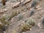 Opuntia diploursina, in habitat, Nancy Hussey