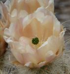 Opuntia diploursina flower, very pale with some pink, Nancy Hussey