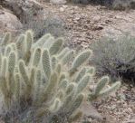 Opuntia diploursina, upright plant, Nancy Hussey