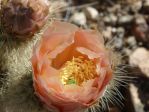 Opuntia diploursina, northwestern AZ, Nancy Hussey