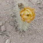 Opuntia diploursina, flower, Nancy Hussey