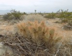 Opuntia diploursina, Mormon Mesa, NV, Michelle Cloud-Hughes