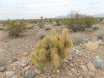 Opuntia diploursina, Mormon Mesa, NV, Michelle Cloud-Hughes