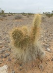 Opuntia diploursina, Mormon Mesa, NV, Michelle Cloud-Hughes