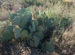 Opuntia discata, Tanque Verde Rd, Tucson, AZ