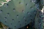 Opuntia discata, Tanque Verde Rd, Tucson, AZ