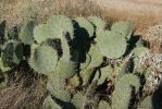 Opuntia discata, Tanque Verde Rd, Tucson, AZ