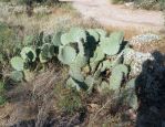 Opuntia discata, Tanque Verde Rd, Tucson, AZ