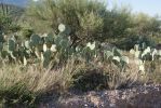 Opuntia discata, Tanque Verde Rd, Tucson, AZ