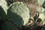 Opuntia discata, Tanque Verde Rd, Tucson, AZ