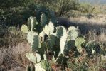 Opuntia discata, Tanque Verde Rd, Tucson, AZ