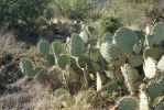 Opuntia discata, Tanque Verde Rd, Tucson, AZ