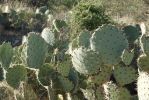 Opuntia discata, Tanque Verde Rd, Tucson, AZ