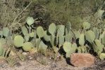 Opuntia discata, Tanque Verde Rd, Tucson, AZ