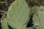 Opuntia discata, Tanque Verde Rd, Tucson, AZ