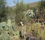 Opuntia discata, Tanque Verde Rd, Tucson, AZ