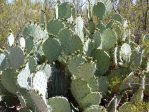 Opuntia discata, garden plant