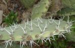 Opuntia discata, spines