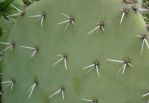 Opuntia discata, spines