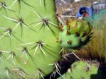 Opuntia discata