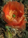 Opuntia discata, flower, Rio Communities, NM