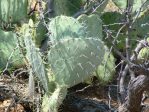 Opuntia discata, Aguirre Springs campground, NM