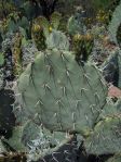 Opuntia discata, Boyce Thompson Arboretum, AZ