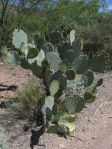 Opuntia discata, Boyce Thompson Arboretum, AZ