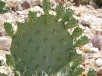 Opuntia discata, green fruit, Nancy Hussey