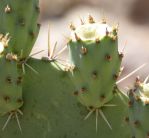 Opuntia discata, green fruit, Nancy Hussey